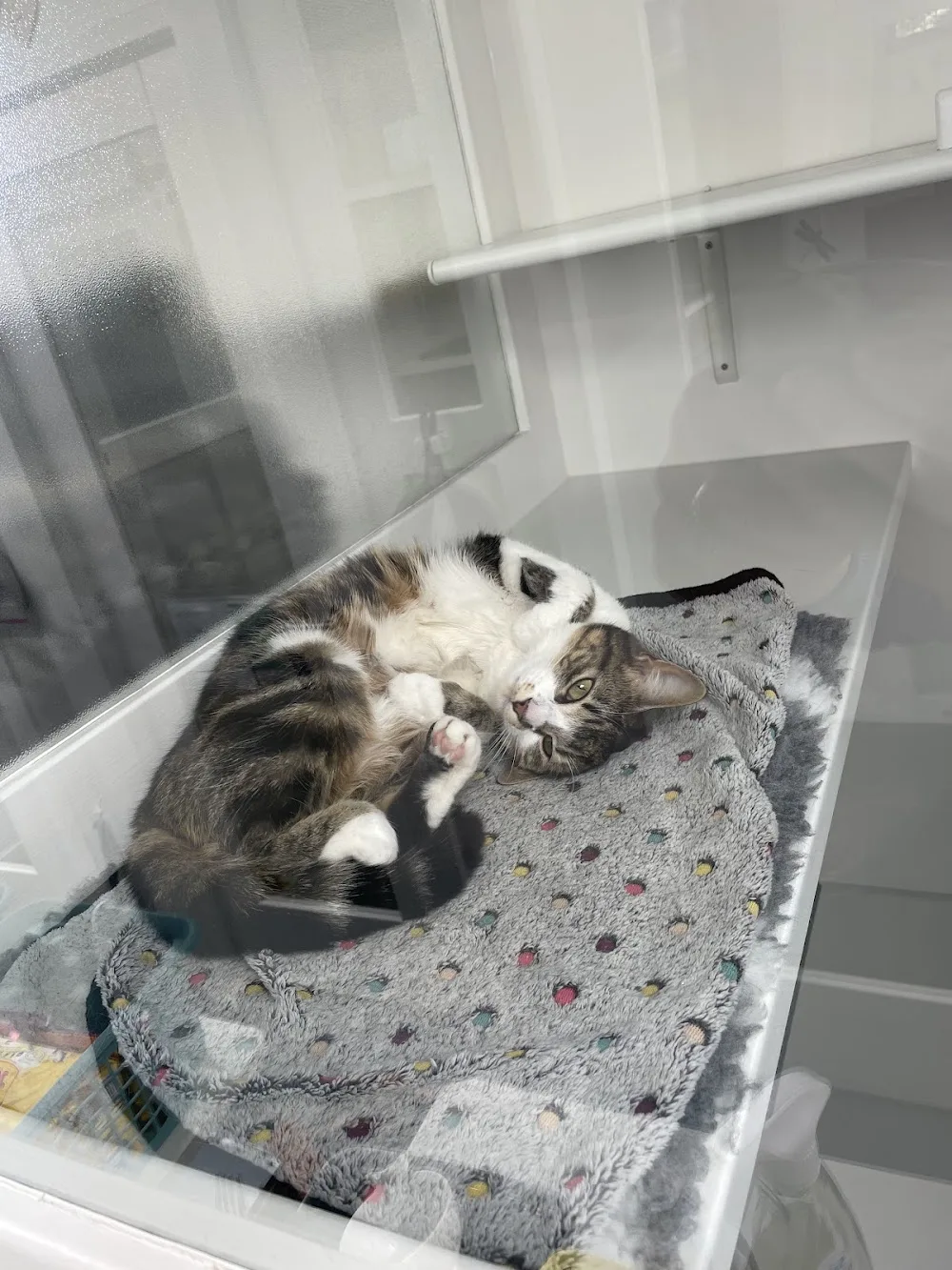 Cozy Cats Cattery - Crosby Ravensworth pet otel görseli 3
