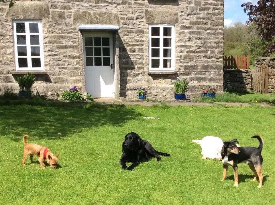 Kennel Maids - Crosby Ravensworth pet otel görseli 2