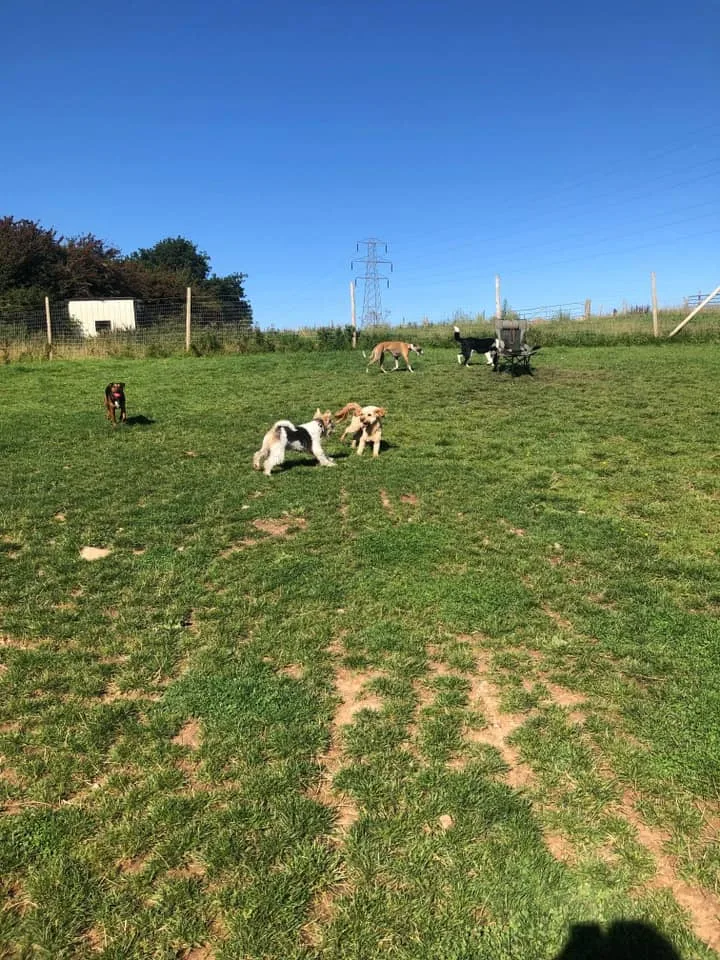 Roanhead Kennels and daycare - Crosby Ravensworth pet otel görseli 3
