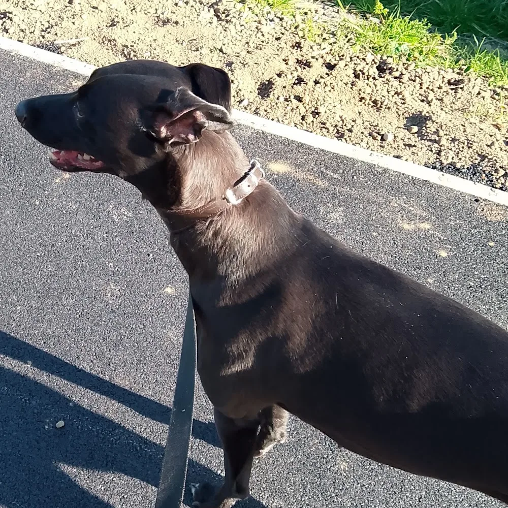 Roanhead Kennels and daycare - Crosby Ravensworth pet otel görseli 5
