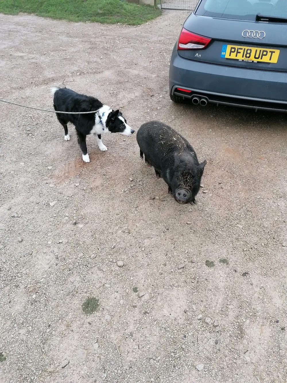 Roundhills Bespoke Boarding Kennels - Crosby Ravensworth pet otel görseli 2