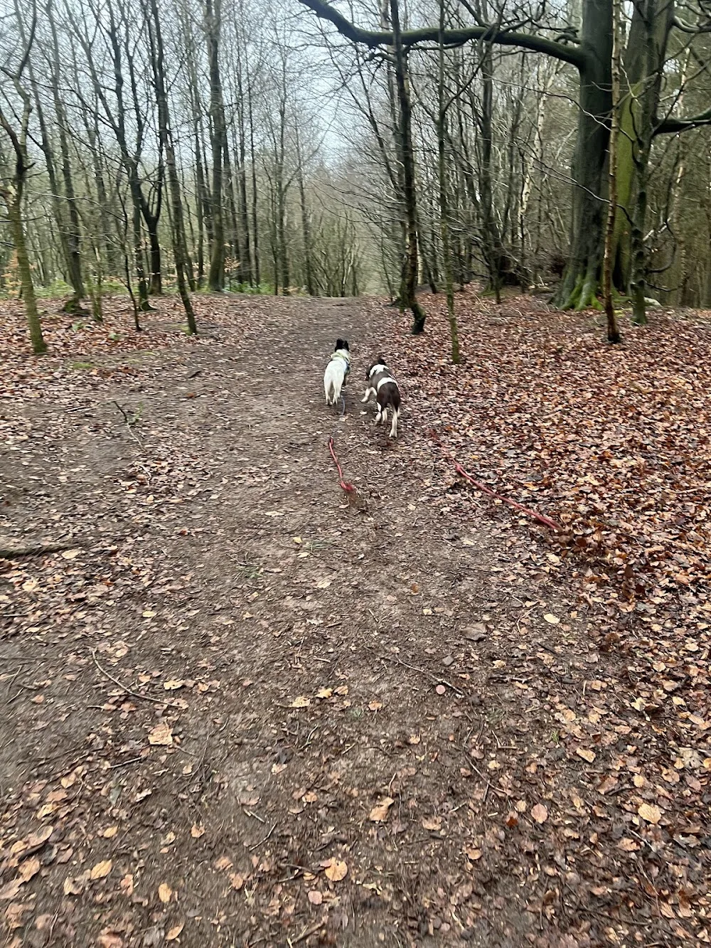 Solway Dog Home Boarding and Daycare - Crosby Ravensworth pet otel görseli 2