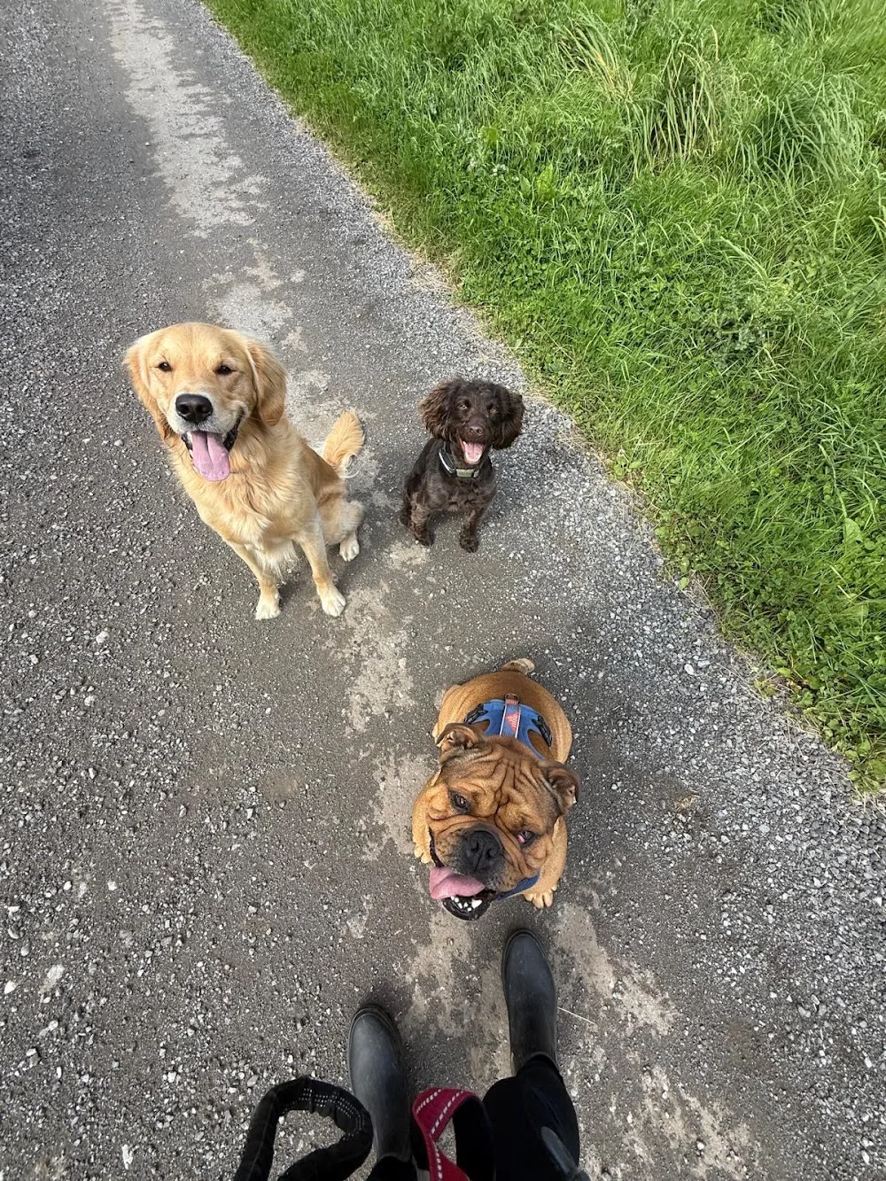 Solway Dog Home Boarding and Daycare - Crosby Ravensworth pet otel görseli 3