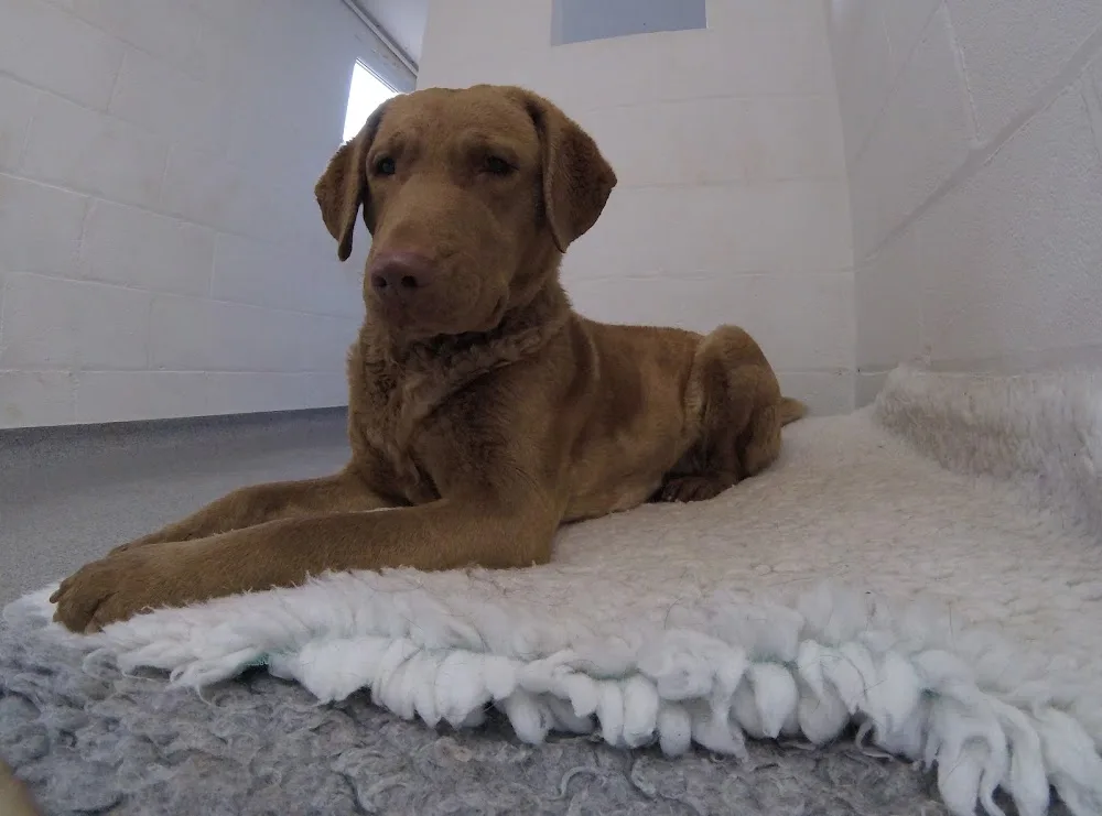 Verstone Boarding Kennels & Cattery - Crosby Ravensworth pet otel görseli 2
