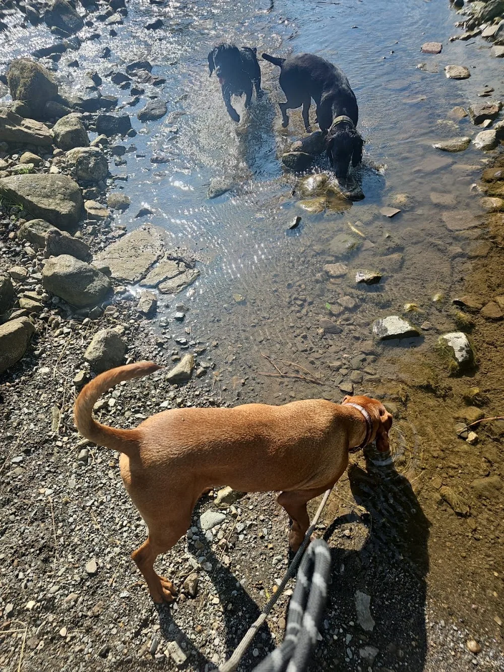 Wagging tails home dog boarding - Crosby Ravensworth pet otel görseli 2