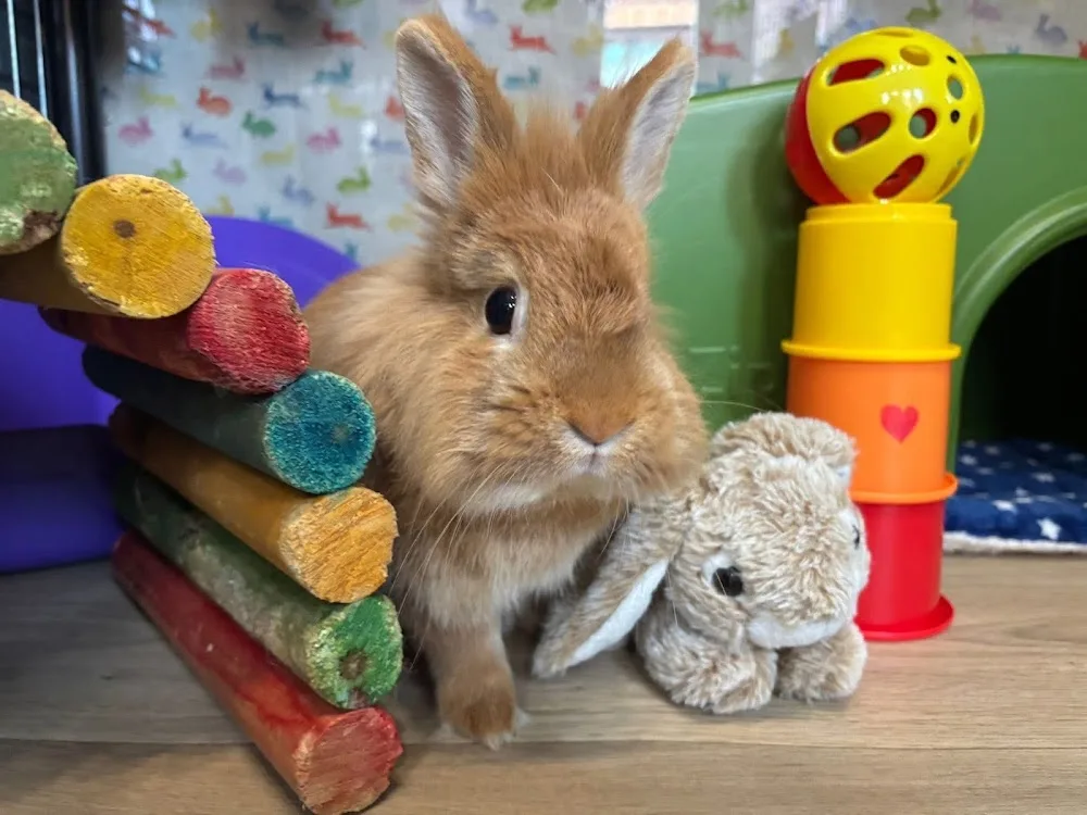 Whittaker's Pet Hotel (Small Pet Boarding- Manchester) - Crosby Ravensworth pet otel görseli 2