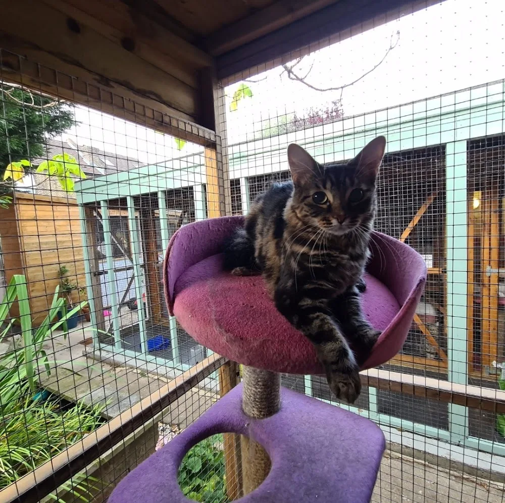 Cozy Catz Cattery - Croydon pet otel