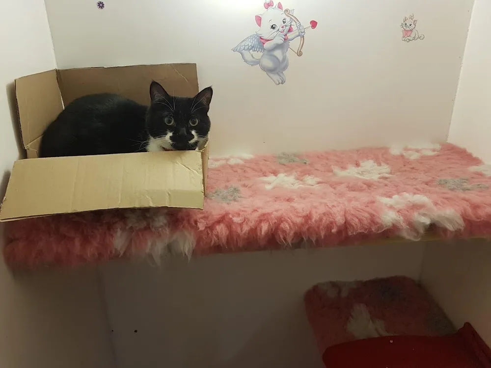 Cozy Catz Cattery - Croydon pet otel görseli 3