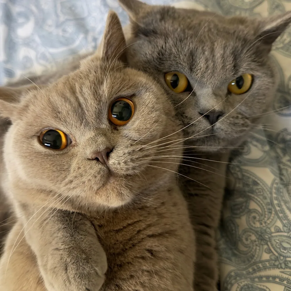 Cozy Catz Cattery - Croydon pet otel görseli 4