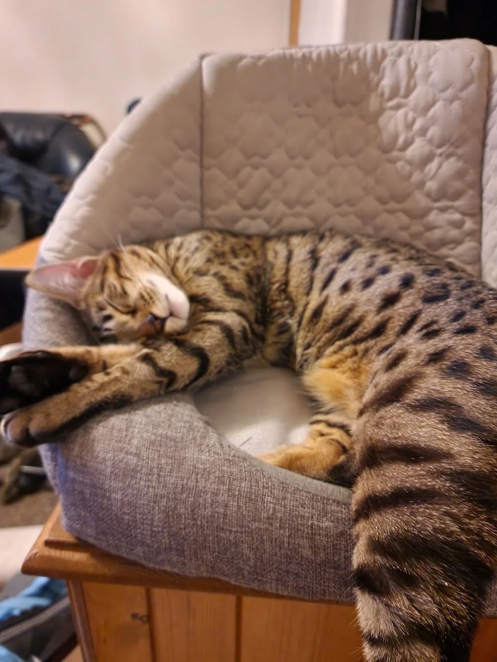Fernlea Cattery - Croydon pet otel
