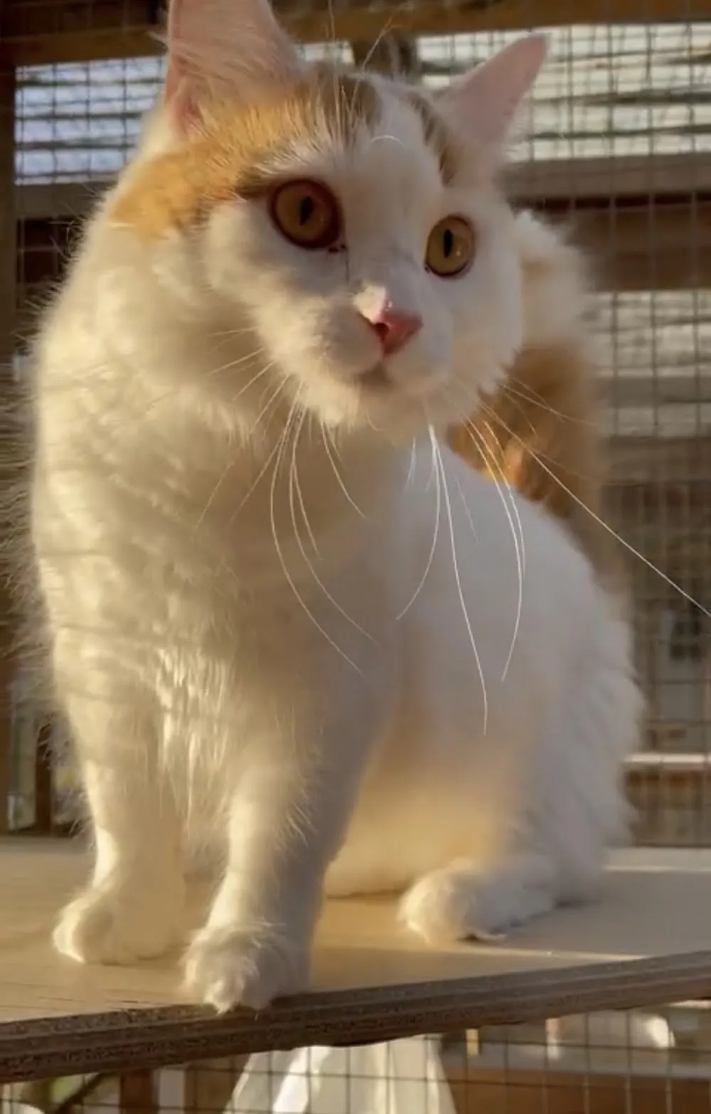 Fernlea Cattery - Croydon pet otel görseli 3