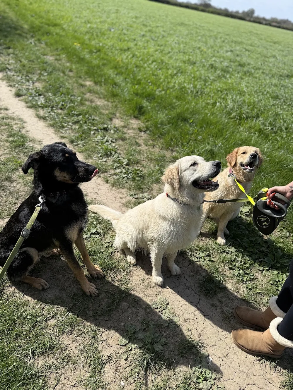 Freer Farm Boarding Kennels and Cattery - Croydon pet otel