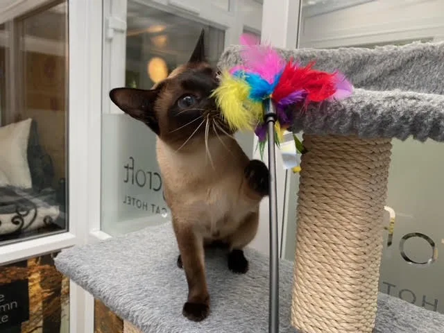 Longcroft Luxury Cat Hotel Kenley - Croydon pet otel
