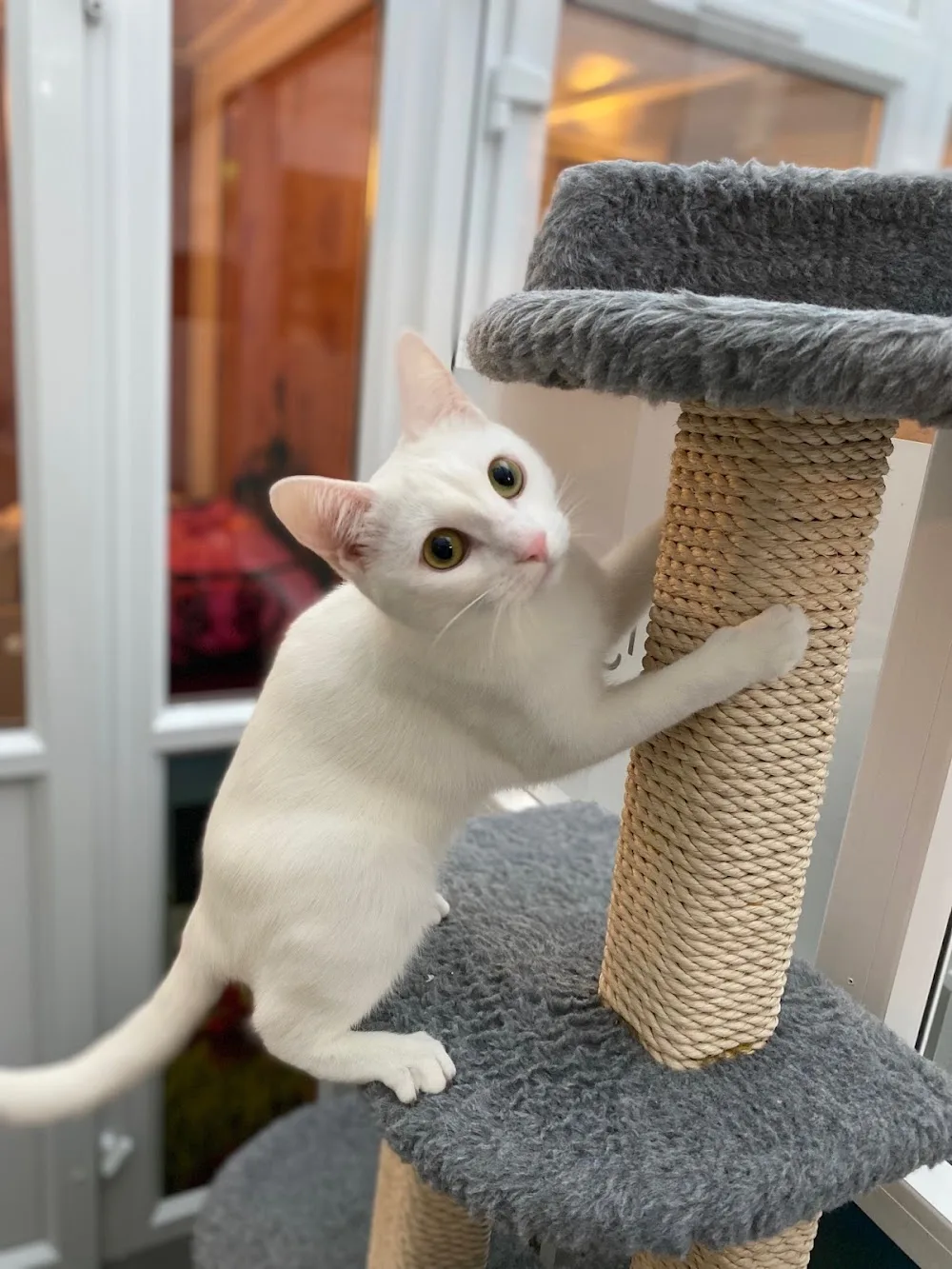 Longcroft Luxury Cat Hotel Kenley - Croydon pet otel görseli 3