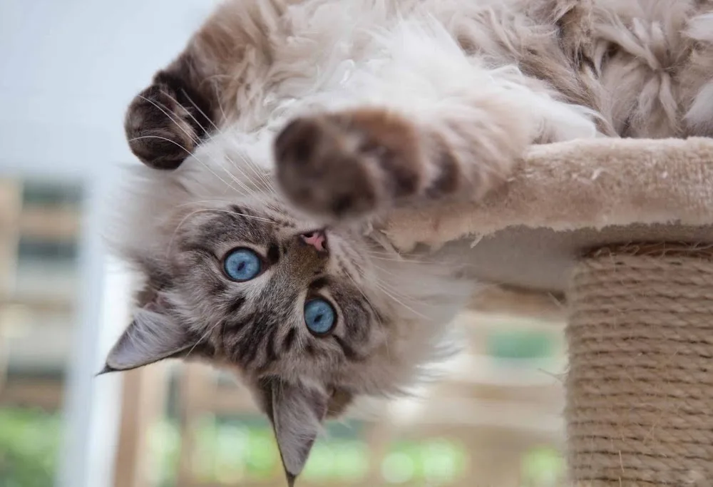 Longcroft Luxury Cat Hotel Norbury - Croydon pet otel