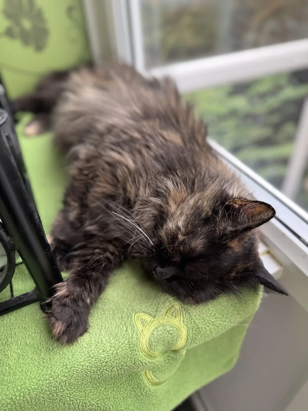 Longcroft Luxury Cat Hotel Norbury - Croydon pet otel görseli 3