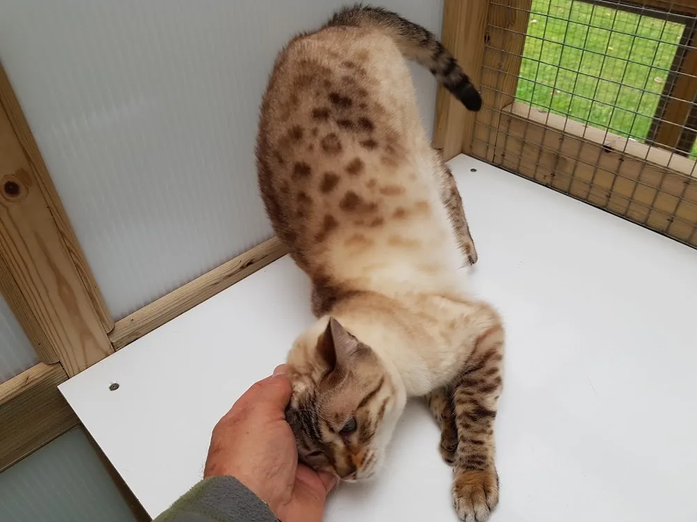 Oaks Cattery - Croydon pet otel