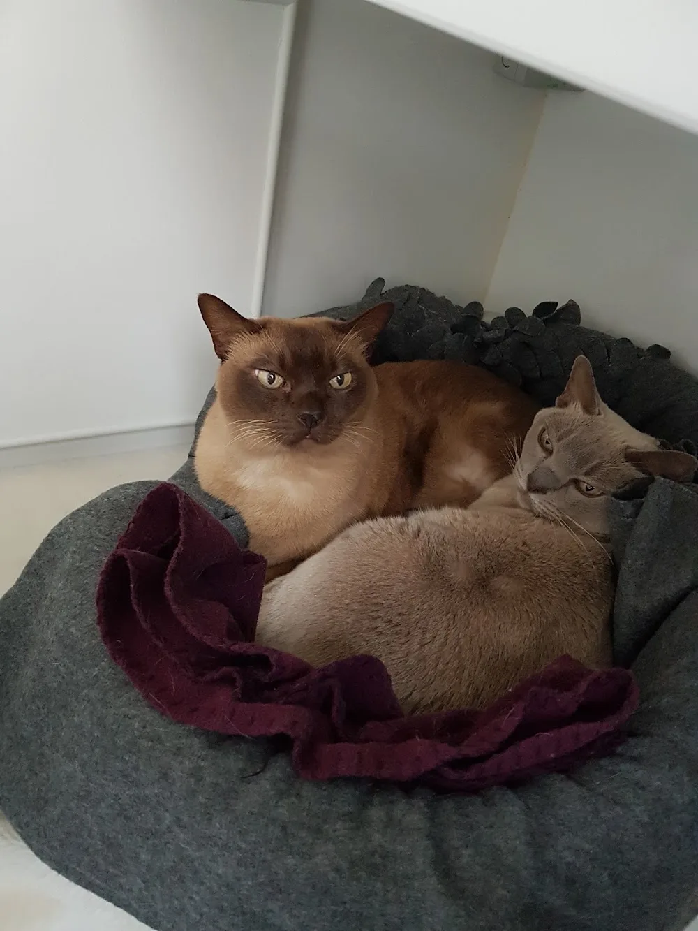 Oaks Cattery - Croydon pet otel görseli 3