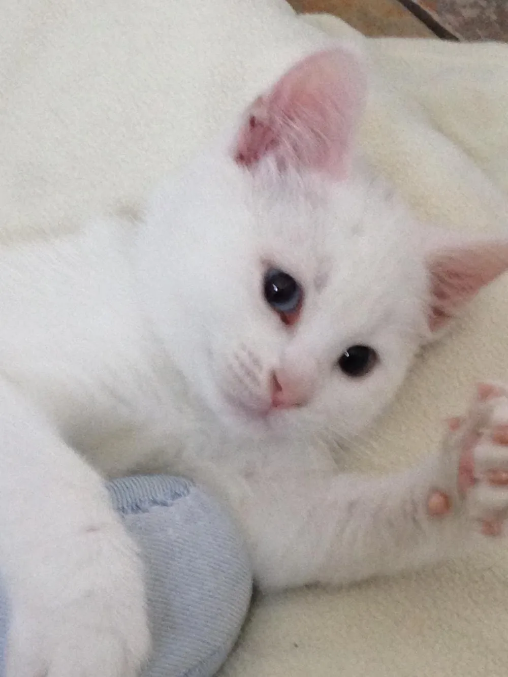 Purley Cattery - Croydon pet otel görseli 2
