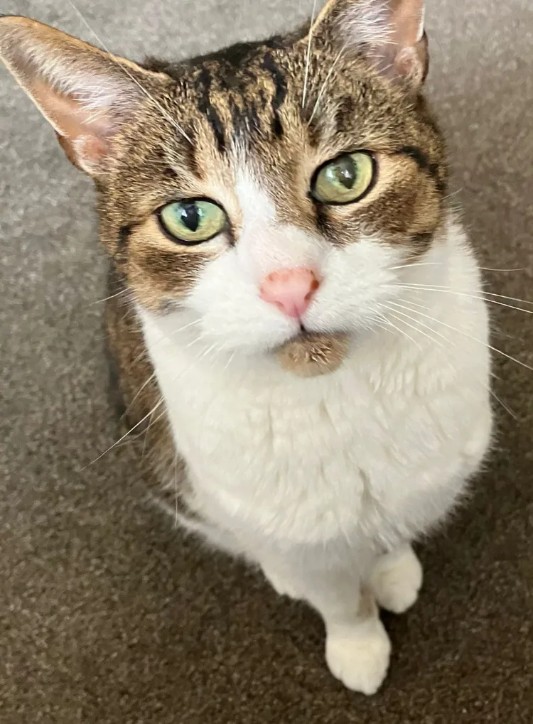 Purley Cattery - Croydon pet otel görseli 3