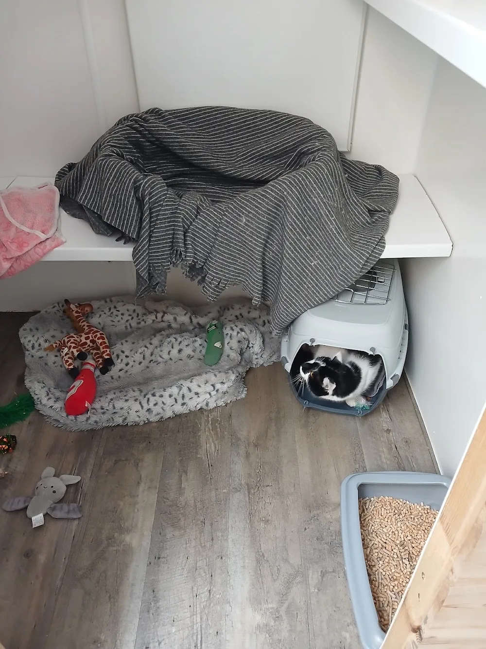 Sprucedale Cattery - Croydon pet otel görseli 2