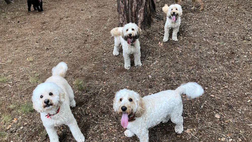 Zoe's Doggie Daycare & Home Boarding - Croydon pet otel