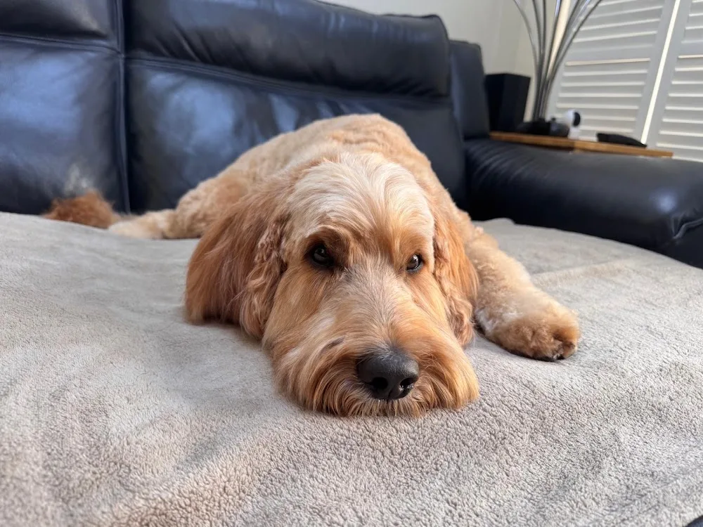Zoe's Doggie Daycare & Home Boarding - Croydon pet otel görseli 3