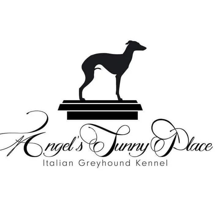 Angels Sunny Place Kis Olasz Agár Kennel/ Italian Greyhound Kennel - Csongrád County pet otel görseli 3