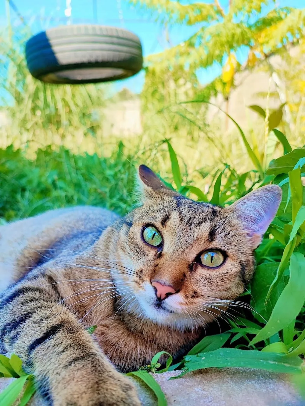 Barbi Kutya-cica-kisállat kozmetika, panzió, napközi, kutyaiskola - Csongrád County pet otel görseli 3