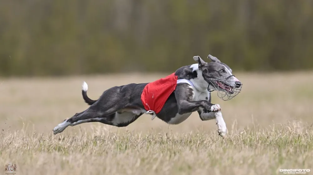 DuoFantastico Whippet kennel - Csongrád County pet otel görseli 7