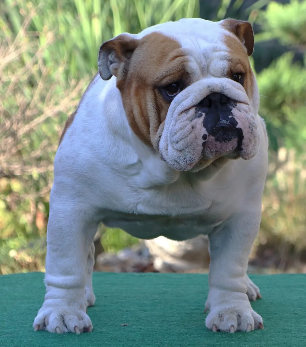 God Save the Bull english bulldog kennel - Csongrád County pet otel görseli 2