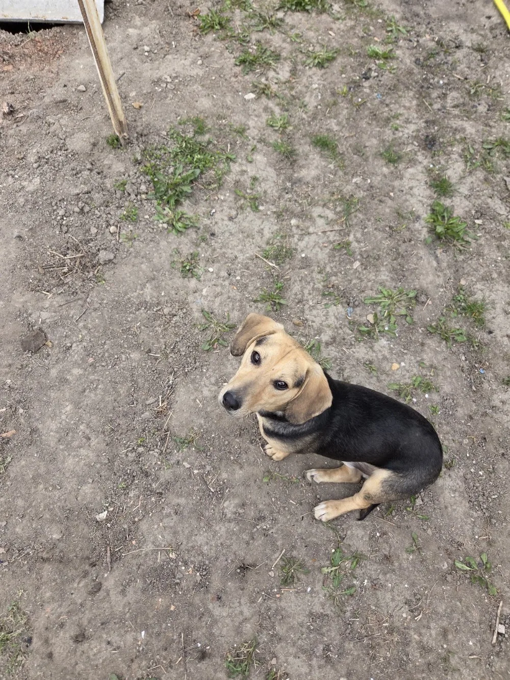 Gyepmesteri Telep Makó - Csongrád County pet otel görseli 2