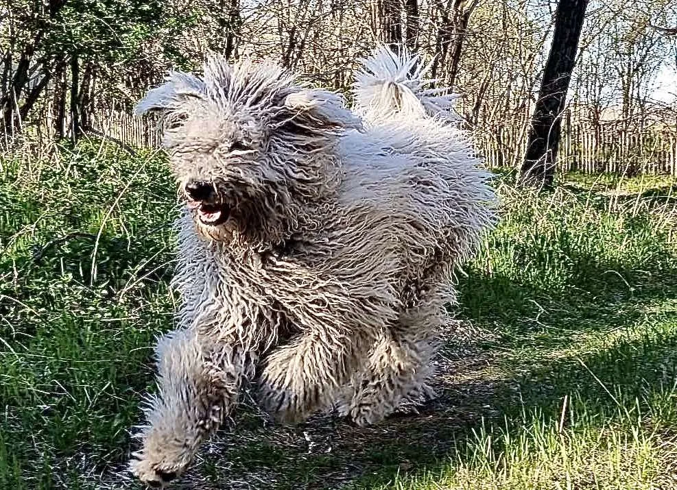 Homokhát Őrzője Komondor Kennel - Csongrád County pet otel görseli 2