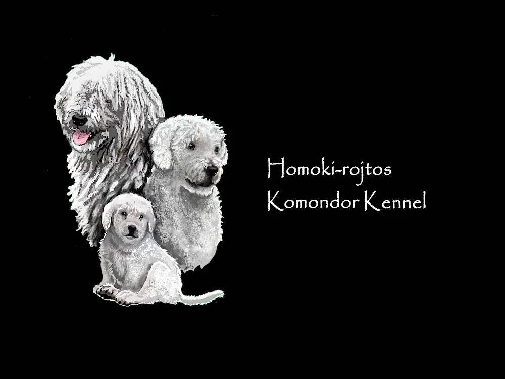 Homoki-rojtos Komondor Kennel - Csongrád County pet otel görseli 3