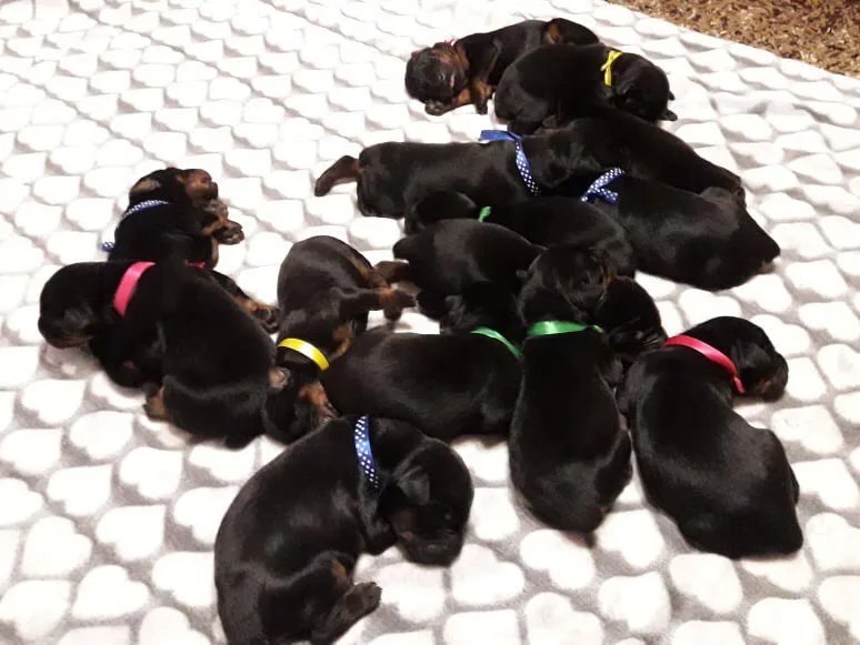 Hunnoterra Dobermann Kennel - Csongrád County pet otel görseli 7