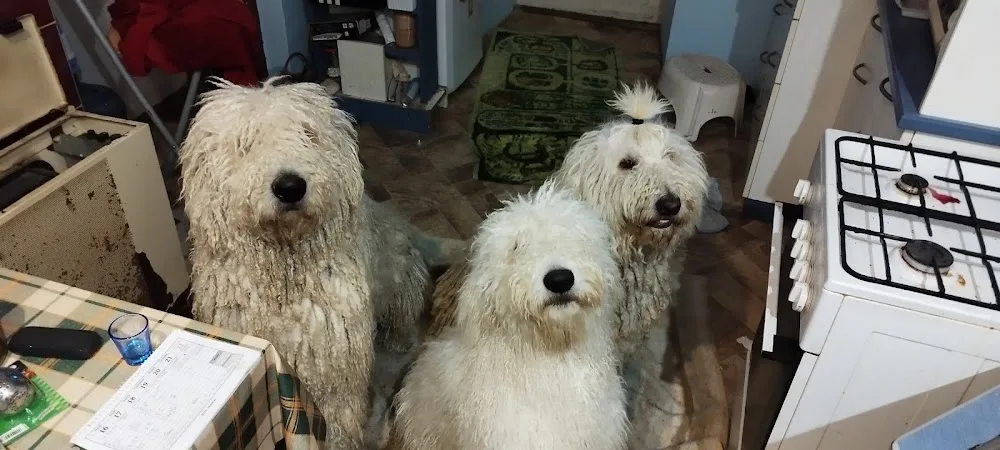 Kardoskúti Tanyák Őre Komondor Kennel - Csongrád County pet otel görseli 2