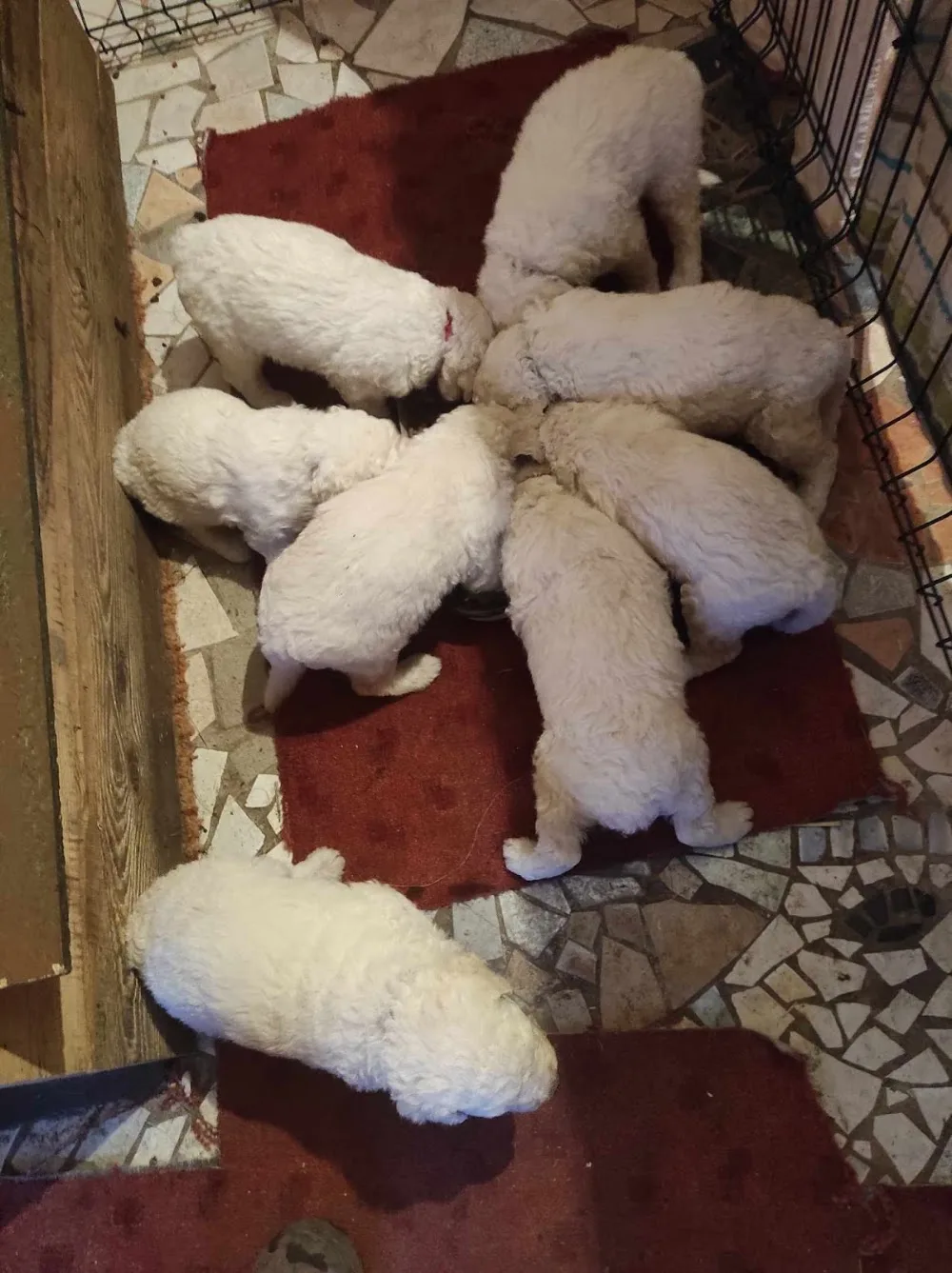 Kardoskúti Tanyák Őre Komondor Kennel - Csongrád County pet otel görseli 7