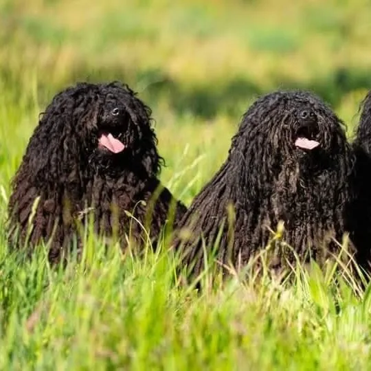 Kardoskúti Tanyák Őre Komondor Kennel - Csongrád County pet otel görseli 9