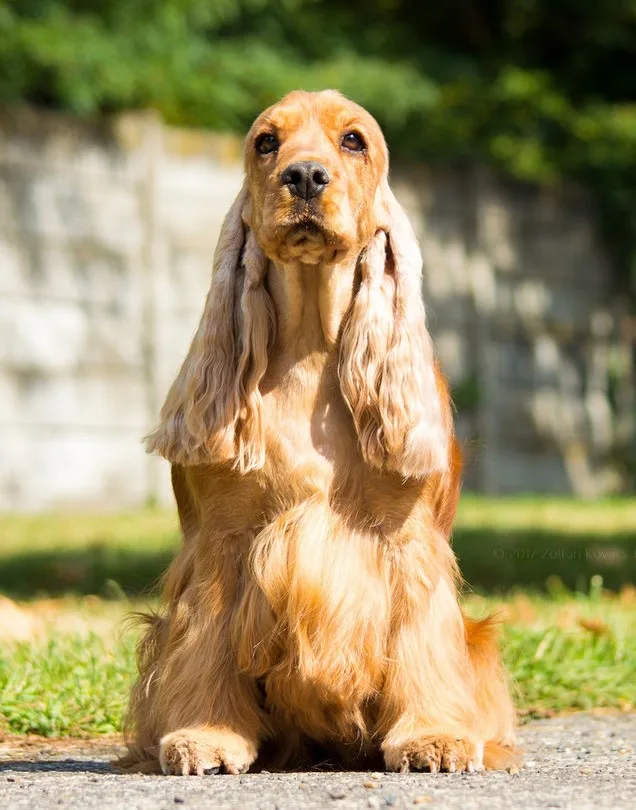 La Scale english cocker spaniel kennel (angol cocker spániel) - Csongrád County pet otel görseli 2