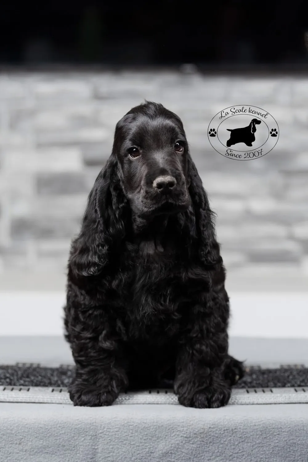 La Scale english cocker spaniel kennel (angol cocker spániel) - Csongrád County pet otel görseli 7