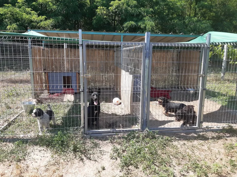 Littlewood állatpanzió - Csongrád County pet otel görseli 3