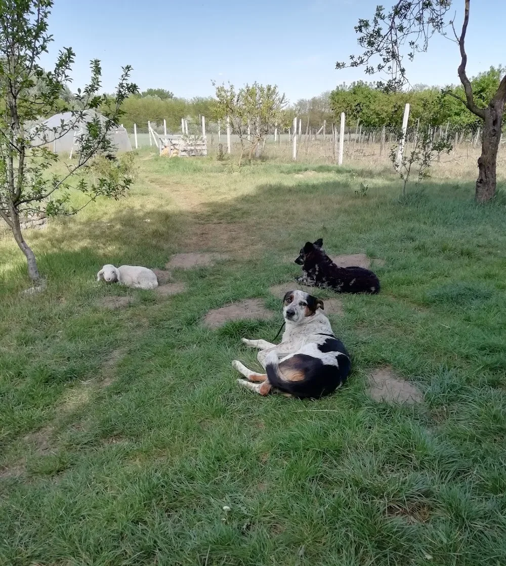 Littlewood állatpanzió - Csongrád County pet otel görseli 6
