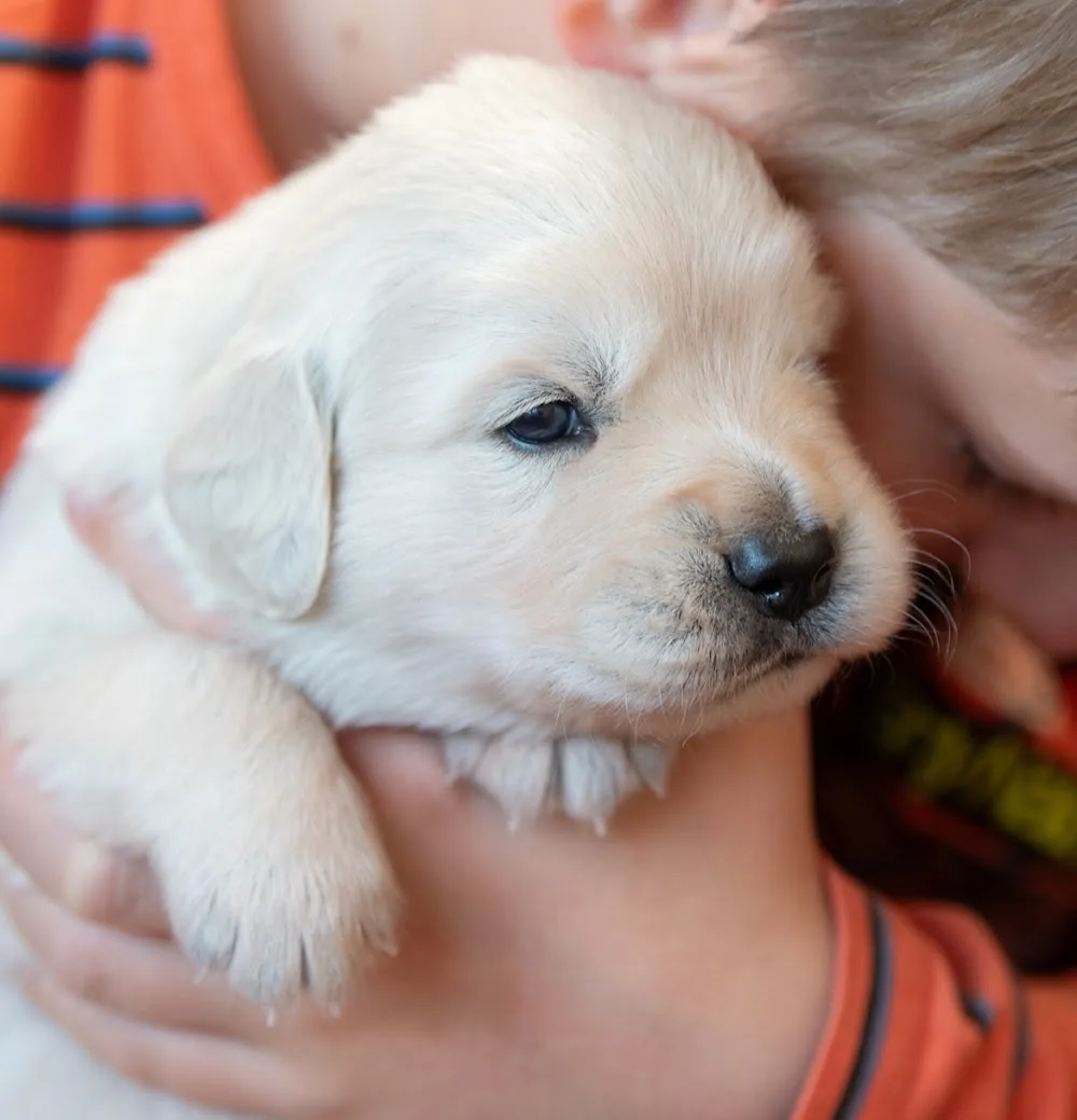 Non-Stop Golden Retriever Kennel - Csongrád County pet otel görseli 6