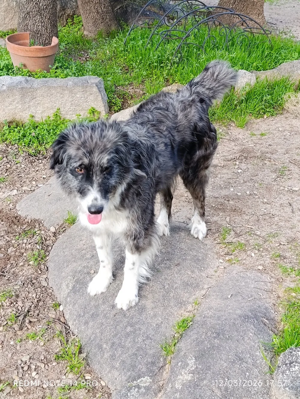 Residencia canina San Bernardo - Cuenca pet otel