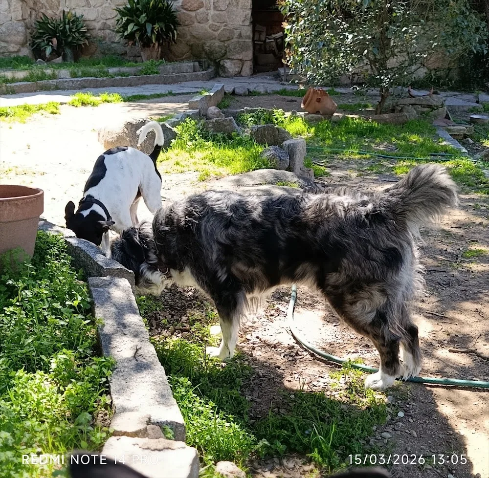 Residencia canina San Bernardo - Cuenca pet otel görseli 3
