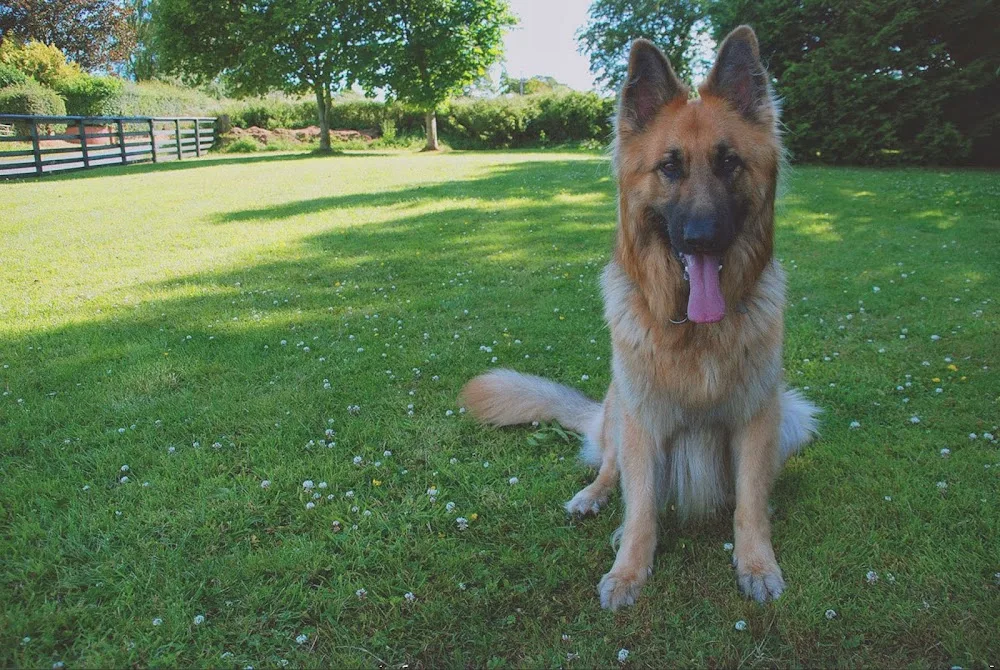 Allenwood Boarding Kennels, Cattery & Grooming Parlour - Cumbria pet otel