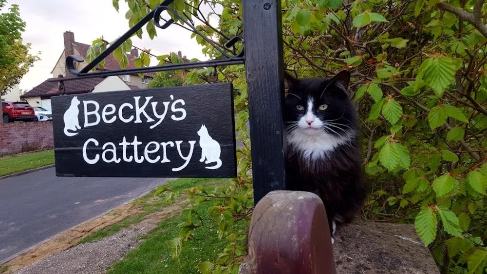Beckys Cattery - Cumbria pet otel