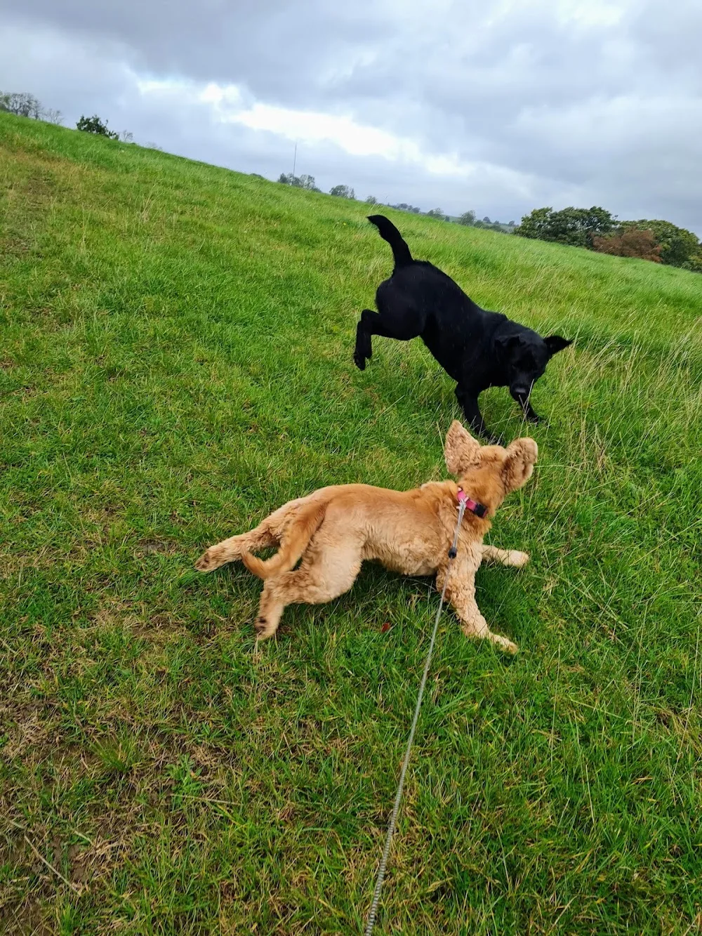 Biggards Dog Kennels - Cumbria pet otel görseli 3