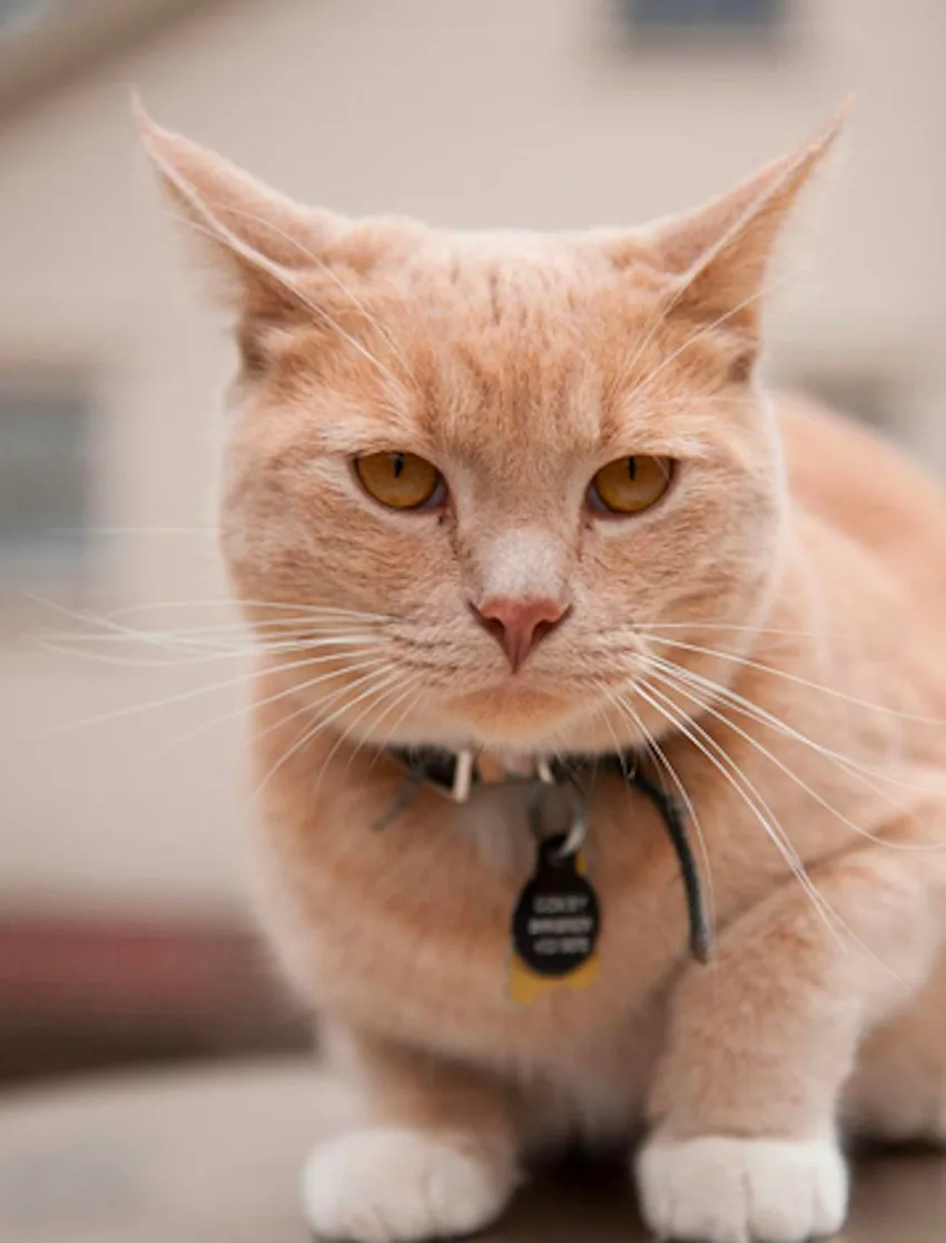 Bridgefoot Holiday Home for Cats - Cumbria pet otel