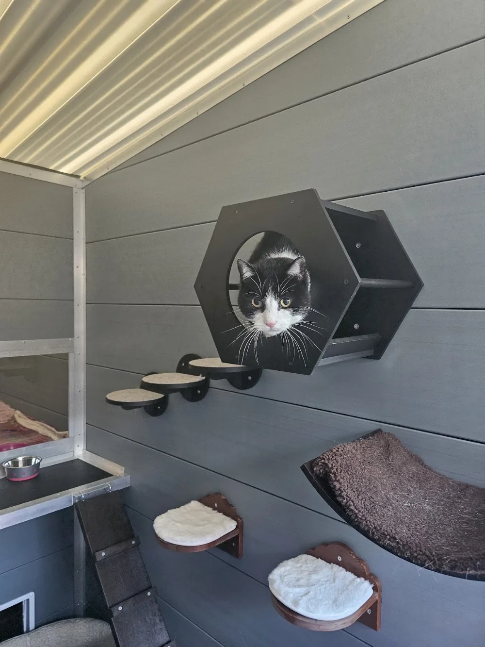 Browtop Cattery - Cumbria pet otel